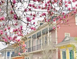 little-nola:  Japanese Pink MagnoliasNew Orleans Photo Credits: