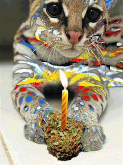 cannaboldstuff:  stoner cat