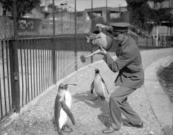 A zoo keeper gives a penguin a shower from a watering can, 28th