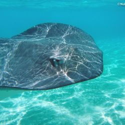 Good morning .. stingrays are like puppy’s they come up