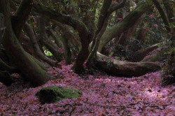 incenses:  Lost Gardens of Heligan in Cornwall