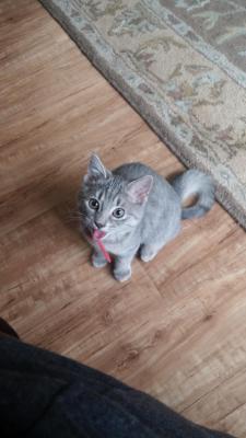 awwww-cute:  This is Luna. Chasing shoe strings makes her pant