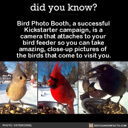 yulelesbian:  did-you-kno:  Bird Photo Booth, a successful  Kickstarter
