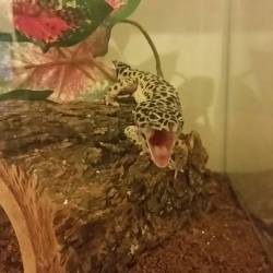 Big yawn! #petstagram #leopardgecko