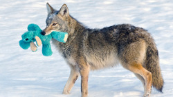 furrythoughts:  mothernaturenetwork:Coyote finds old dog toy,
