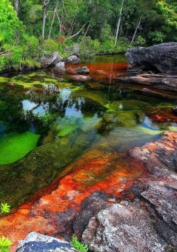 bojrk:  Colombia: Caño Cristales is river located in the Serrania