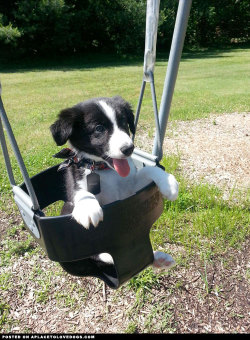 aplacetolovedogs:  Happy Border Collie puppy Bandit having some
