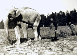 Eléphant de labour