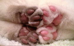 kittehkats:   Oh Noes, Kitty Toes! Anybody want Jelly Beans? 