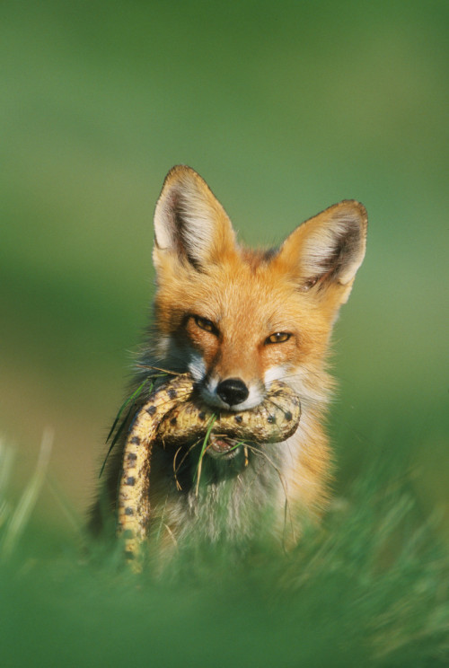 end0skeletal:  (via 500px / Red fox with bullsnake by D. Robert Franz)