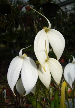 orchid-a-day:  Masdevallia coccinea (white)Syn.: Masdevallia