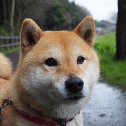 shibainu-komugi:  お散歩してます。ちょっと雨降ってますね🐶