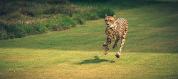 sdzsafaripark:  Animal Fact: Cheetahs are the only cats that