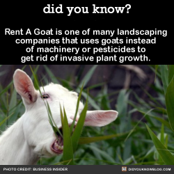 did-you-kno:  Rent A Goat is one of many landscaping companies