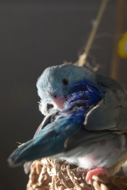 flock-talk:  a bright happy blueberry