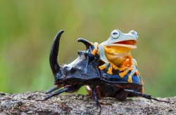 asylum-art: Hendy Mp Captures World’s Tiniest Rodeo:  Frog
