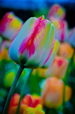 Psychotropic tulips