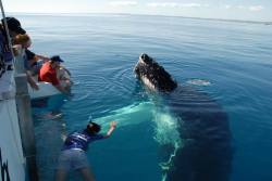 High five, bro (greeting the Humpback whales in Hervey Bay, Australia)