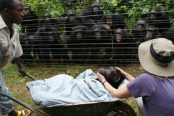 infiernoverde:  “La chimpancé que yace en la carretilla es