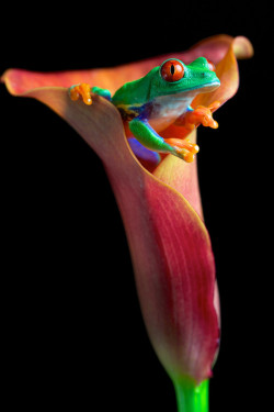 wonderous-world:  Lilly and the frog by Mark Bridger