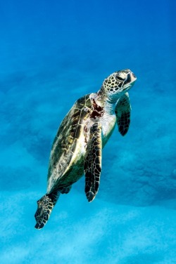 0ce4n-g0d: Honu II by Love and Water Photography 