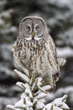 cloudyowl:  Great Gray Owl by Greg Forcey - gregforcey.com 