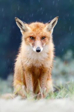 drxgonfly:  I Can’t Stand the Rain (by Roeselien Raimond)