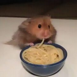awwww-cute:Hamster eating noodles (Source: http://ift.tt/2oOlvoj)