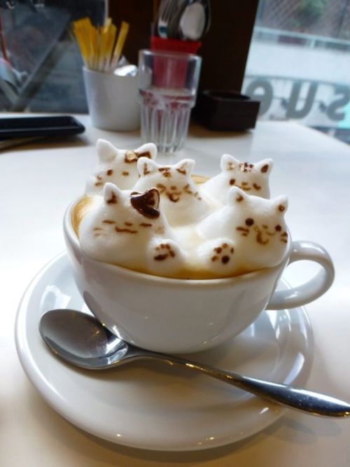 daily–cats:  This is my type of coffee ♡