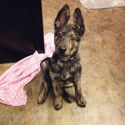 awwww-cute:  This is Sophie. She is 50% German Shepherd and 50%