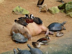 apocalyptic-genderpunk:  capacity:  Bye look at this capybara