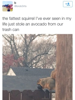 sweaterweathercub:  pretty-corny: kassethereal:  Reblog Fat Squirrel