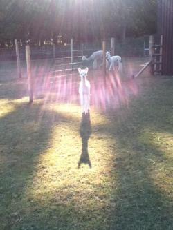 puttingonyourcolours:  bow down peasants, the alpaca god shall