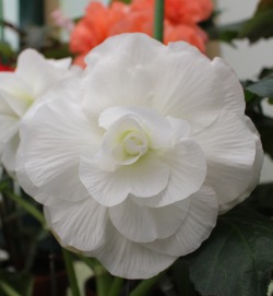 plantconstellations:  shades of begonias 