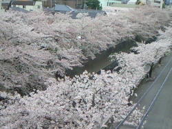 haruka-nature:  Kandagawa, Shinjyuku Tokyo Last Sunday of Sakura