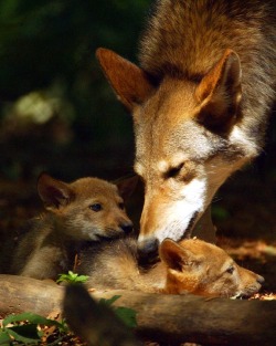  Red wolf (Canis rufus) Dad with his cubs 