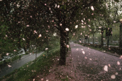 postmodernismkills:Apricot blossoms shower Valentino Park’s