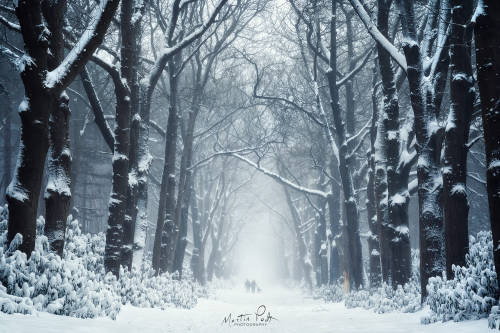 from500px:  Walking the dog by Martin Podt Camera: Sony Alpha
