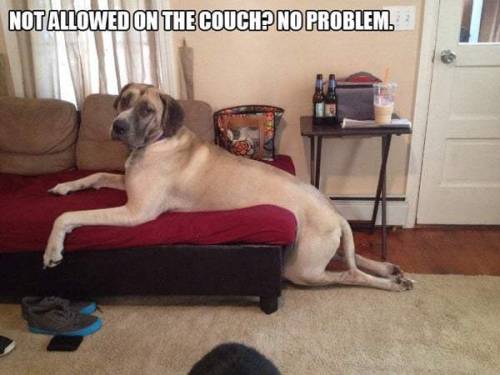 geekgirlsmash:  pr1nceshawn: Some People Know How To Break All The Rules.  Chaotic Good Dogs! 