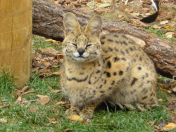saladsaladnovski: snoopingasusualisee:  garfield is a serval