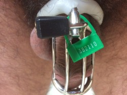 hopingforane:  There are a plenty of pictures of locked cocks