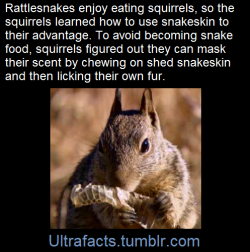 ultrafacts:   Squirrels Use “Snake Perfume” to Fool Predators.