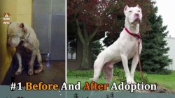 animaladoptions:  10 RESCUE ANIMALS JUST BEFORE AND AFTER ADOPTION