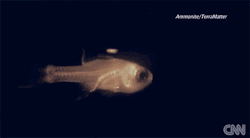 uryyybel:  personsonable:  giflounge: Bioluminescence Defense  fuckin fish has a goddamn anime attack   At what level did this fish learn ice beam? 