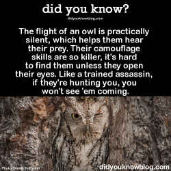 did-you-kno:  The flight of an owl is practically silent, which