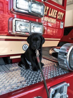 awwww-cute:  My local fire department got a new puppy (Source: