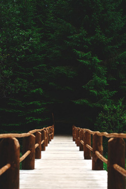 sitoutside:   bridge into the forest   by  Dima Viunnyk  