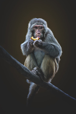 modernambition:  Rhesus Macaque 