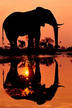 wonderous-world:  Elephant in Chobe National Park, Botswana