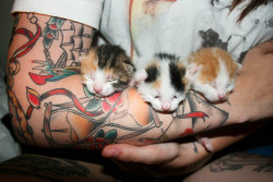 zepsternerd:  Tattoos and fluffball kittens equals moments